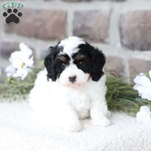 Rose, Cavapoo Puppy